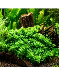 Staurogyne repens - Aquabota.com