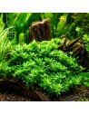 Staurogyne repens - In Vitro Cup 5,75 €