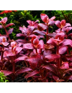 AQUABOTA bacopa salzmannii purple - Aquabota.com