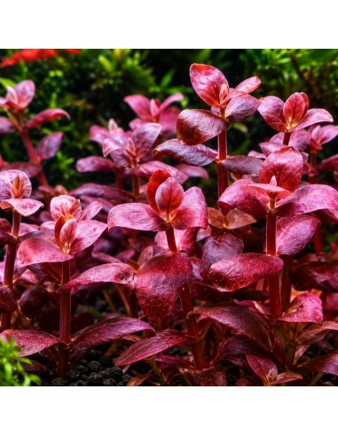 bacopa salzmannii purple