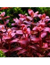 bacopa salzmannii purple