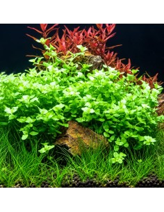 Bacopa australis - Aquabota.com