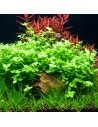 TROPICA Bacopa australis - Aquabota.com