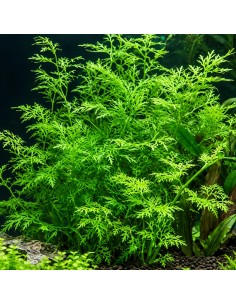 Ceratopteris thalictroides- Tropica 5,65 € Tropica
