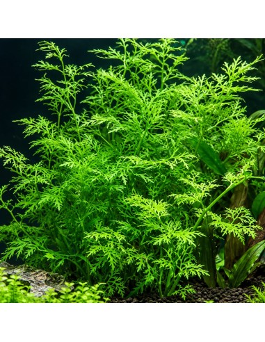 Ceratopteris thalictroides 3,25 €
