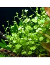 Cardamine lyrata- Tropica 4,50 € Tropica