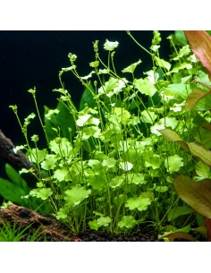 Cardamine Lyrata - Aquabota.com