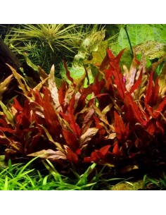Alternanthera reineckii 'Pink' 3,50 €