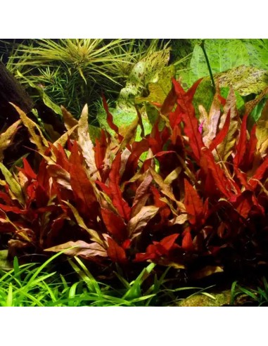 Alternanthera reineckii 'Pink' 3,50 €