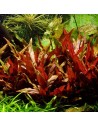 Alternanthera reineckii 'Pink' 3,50 €