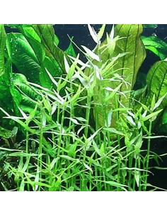 Murdannia keisak- Tropica 5,70 € Tropica
