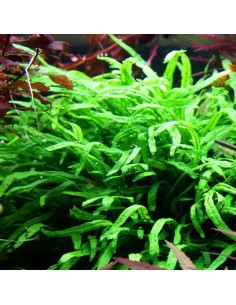 Microsorum pteropus Trident - Aquabota.com