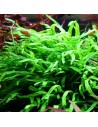 Microsorum pteropus Trident 4,50 €