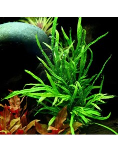 Microsorum pteropus 'Trident'- Tropica 7,85 € Tropica