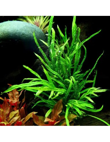 Microsorum pteropus 'Trident'- Tropica 7,85 € Tropica