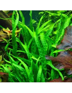Microsorum pteropus 'Narrow'- Tropica 7,80 € Tropica