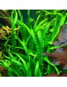 Microsorum pteropus 'Narrow'- Tropica 7,80 € Tropica
