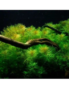 Myriophyllum mattogrossense In Vitro Cup - Aquabota.com