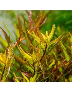 DENNERLE plants Rotala rotundifolia 'Laos' plant - Aquabota.com