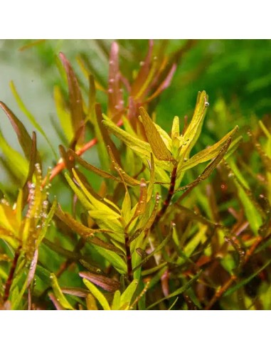 DENNERLE plants Rotala rotundifolia 'Laos' plant - Aquabota.com