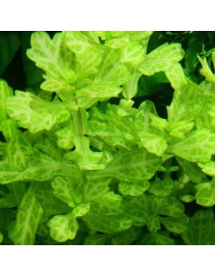 Shinnersia rivularis 'Weiss-Grün'- Tropica 7,99 € Tropica