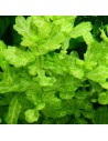 Shinnersia rivularis 'Weiss-Grün'- Tropica 7,99 € Tropica