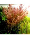 Rotala rotundifolia- Tropica 4,00 € Tropica