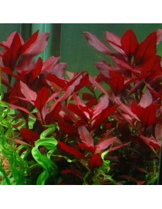 Ludwigia repens Rubin - Aquabota.com