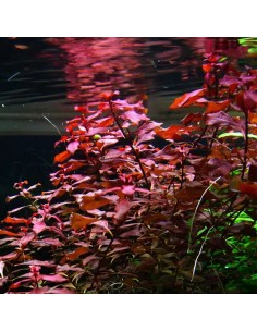 Ludwigia palustris 'Super Red'- Tropica 5,70 € Tropica