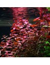 Ludwigia palustris 'Super Red'- Tropica 5,70 € Tropica
