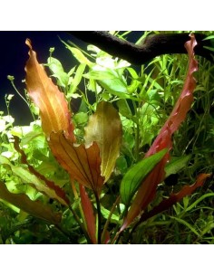 Echinodorus 'Rosé' - Aquabota.com