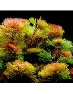 Cabomba piauhyensis - Aquabota.com