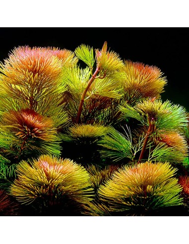 Cabomba piauhyensis - Aquabota.com