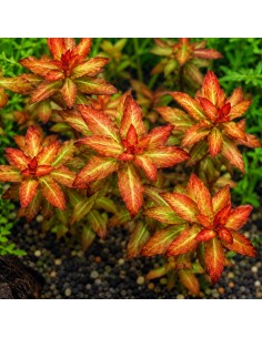 Ludwigia sp. Senegalensis Guinea - Dark Orange 3,65 €