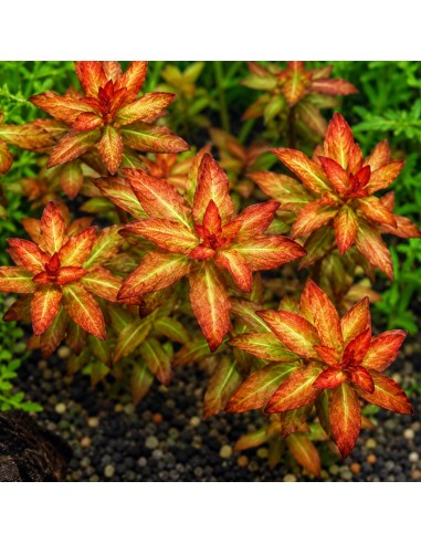 Ludwigia sp. Senegalensis Guinea Dark Orange invitro - Aquabota.com