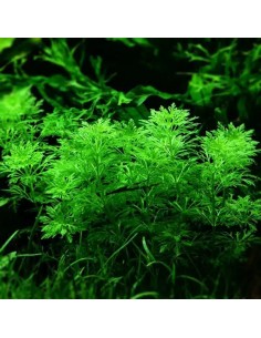 Limnophila sessiliflora- Tropica 5,50 € Tropica