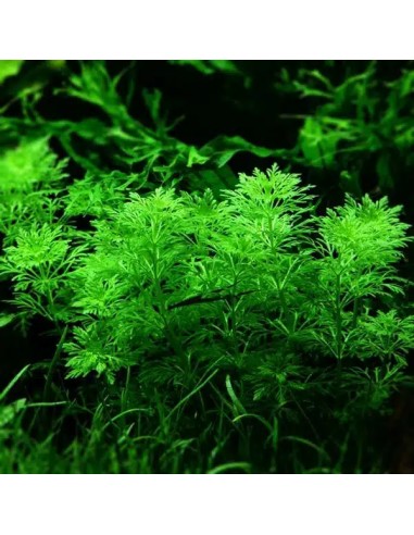Limnophila sessiliflora- Tropica 5,50 € Tropica