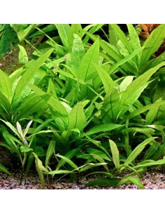 Hygrophila corymbosa 'Stricta' - Aquabota.com