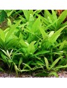 Hygrophila corymbosa 'Stricta' 3,50 €