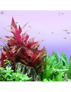 Alternanthera reineckii 'Red'