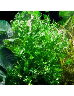 Microsorum pteropus 'Windelov' xl - Aquabota.com