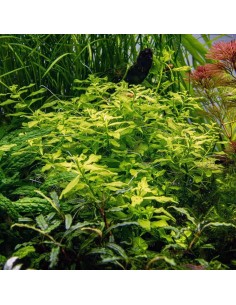 Ludwigia palustris Vert - Aquabota.com