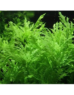 Hygrophila difformis - Aquabota.com