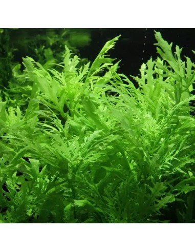 Hygrophila difformis 3,75 €