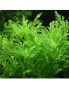 Hygrophila difformis 3,75 €