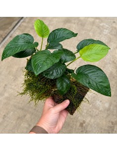 Driftwood (moyen) avec anubias 19,90 €