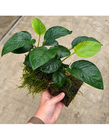 Driftwood (moyen) avec anubias 19,90 €