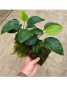 Driftwood (moyen) avec anubias 19,90 €