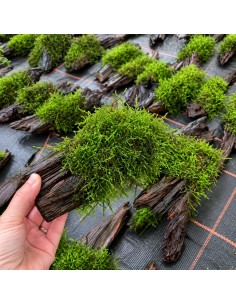 Driftwood (M) vesicularia dubyana 19,90 €