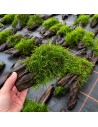 Driftwood (M 25-30cm) vesicularia dubyana  - 1